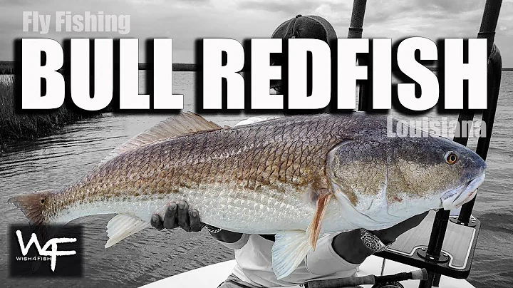 W4F - Fly Fishing Louisiana "Bull Redfish"