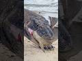 New!! See the Komodo Dragging a fish in its mouth 🫣. #komodo #fish #shorts #animals #trending