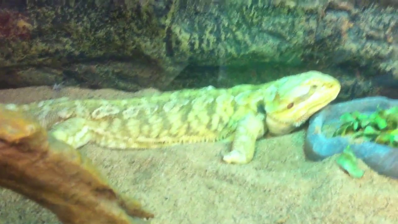 petstore swagger yaml Walk in petstore