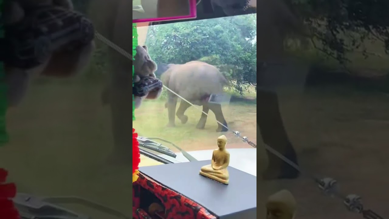 #elephant