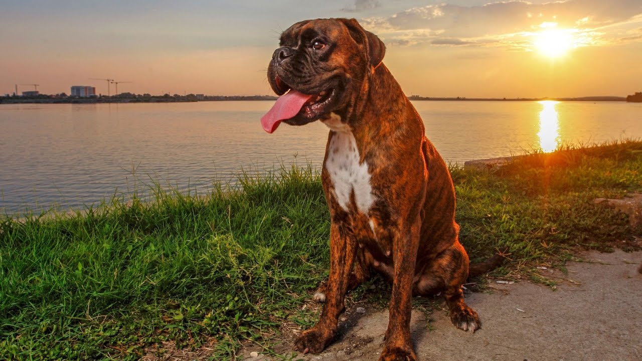 The Boxer Dog: Fun and Loyal - Is it Right for You? - YouTube