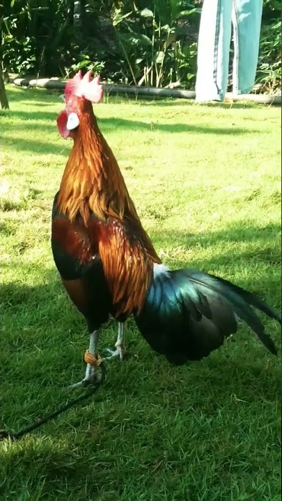 suara ayam hutan berkokok