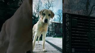 Download Lagu Luna reacts to this sound:) MP3 Download Lagu Luna reacts to this sound:) MP3