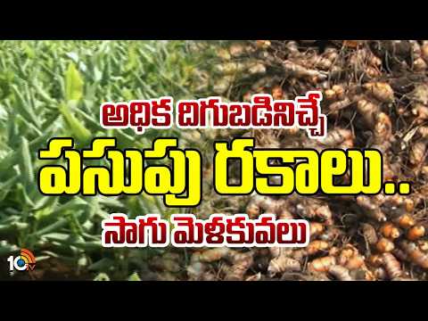High Yielding Turmeric Varieties | అధిక దిగుబడినిచ్చే పసుపు రకాలు.. సాగు మెళకువలు | Matti Manishi - 10TVNEWSTELUGU