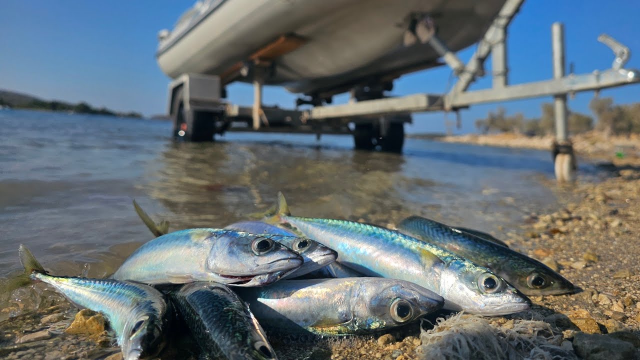 Şişme botumuz ile balıkları topluyoruz!😍