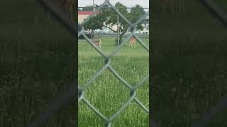 They ladies are back. #deer #calm #comfortable #shorts #youtubeshorts