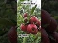 Mema gala 16316#himachalapple #fruit #apple #fruit #farming #garden #kinnaurapple #kotkhai