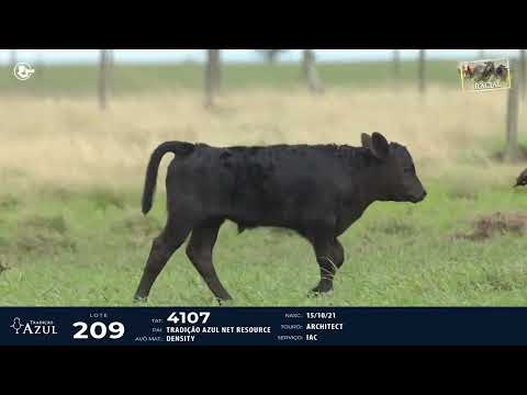 LOTE 209   TAT 4073, 4107 F Angus
