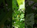 кабачки#zucchini #кавілі F1#літо #городина #полісся