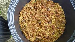 The Easiest Way to Germinate Larger Palm Seeds. (In My Opinion)