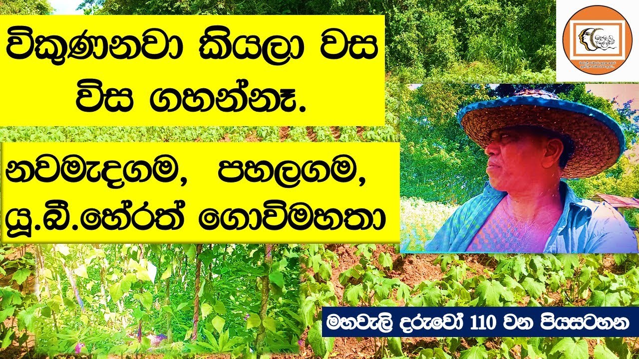 මහවැලි දරුවෝ -  අපි විවේක ගත්තොත් ජීවත්වෙලා හමාරයි 