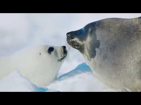 Песня про тюленя. Защита морских котиков. Песня про тюленя. Настоящие тюлени. Песня про тюленя.
