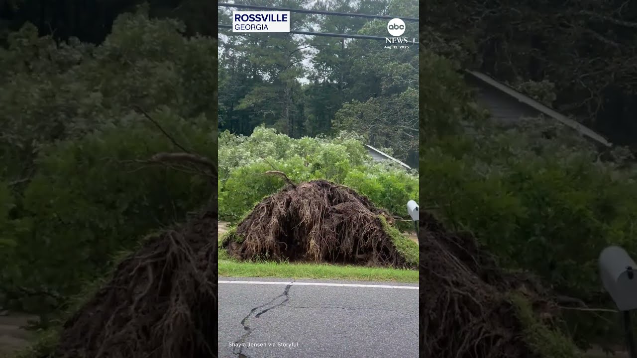 Massive Tree Falls Down In Georgia Flash Flooding