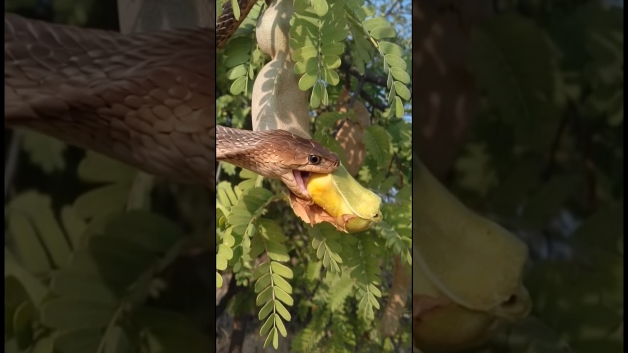 A beautiful cobra snake is eating tamarind 