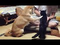 猫の分もお手をする代わりにおやつを多くもらおうとする柴犬 give me paw
