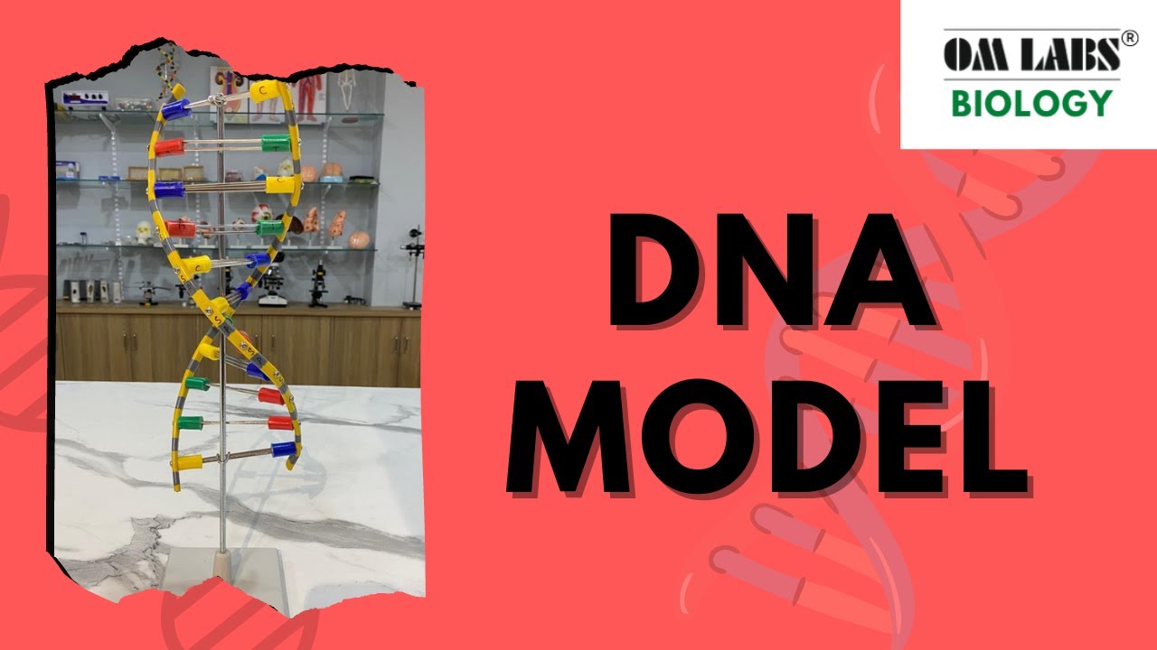 DNA Model | Molecular Biology | Biochemistry | Biology | OM LABS ...