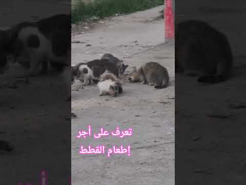 تعرف على أجر إطعام القطط