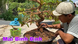 Vô Chậu Cây Mai Vàng Bịnh Định Và Những Điều Cần Lưu Ý.