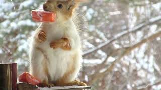 Белка любит похрустеть морковкой - Squirrel loves to crunch carrots - 松鼠喜欢嚼胡萝卜