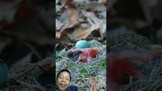 burung kedasih burung banyak jahat#birds #kicaumania