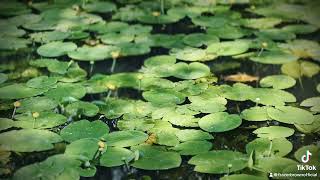 Download Lagu “I might just wait here for a moment, Let time Pass” | LOKI | FRAZER BROWN MP3