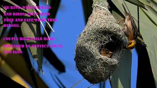Stunning Bird Golden Bird Weaving Grass into Nest Bird Architect Ep136
