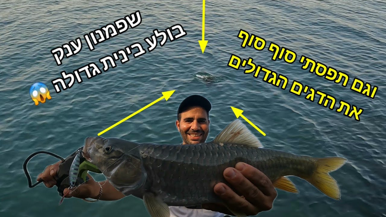 שפמנון ענק טורף בינית לעיני המצלמה 😱 וגם תפסתי את הביניות הגדולות סוף סוף.