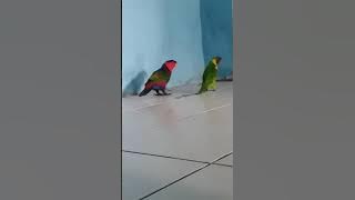 BURUNG NURI KEPALA HITAM DAN NURI DADA KUNING