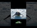 Escape the Predator, Become Lost to the World