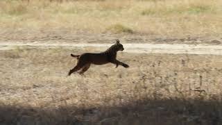 Lince ibérico sale de caza