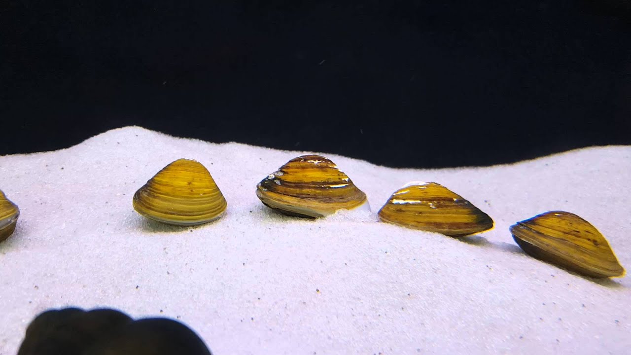 Freshwater Clam Tongue YouTube