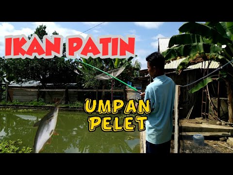 mancing-ikan-patin-dengan-umpan-pelet