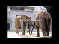 2016 9 17とべ動物園アフリカ象の家族