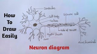 How to draw neuron cell easy | nervous system diagram