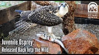 Juvenile Osprey: Released Back Into the Wild