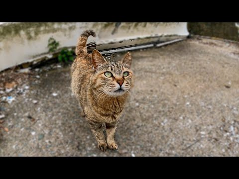 漁港に行ったら人懐っこい野良猫がモフられにきた