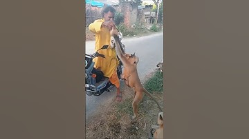 jai hanuman Seva 🚩🙏 #shorts #youtubeshorts #trending #viral #jaishreeram #hanuman #monkey