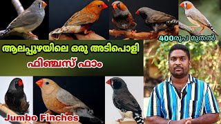 ആലപ്പുഴയിലെ ഫിഞ്ചസുകളുടെ മികച്ച കളക്ഷനുള്ള ഫാം || Finches || Birds Farm || Farm Stories