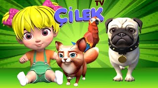 Evcil Hayvanlar Şarkısı 🐈🐶🦜 Eğitici Ve Eğlenceli Çocuk Şarkıları Çilek Tv