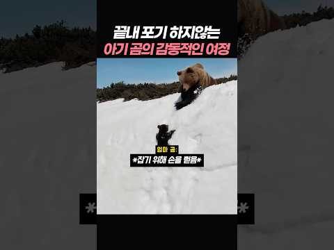 끝내 포기하지 않은 아기 곰의 감동적인 여정 thumbnail