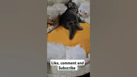 Video 6937161: kitten maine coon meow, cute maine coon kitten, baby maine coon kitten, funny maine coon kitten, cat kitten cute