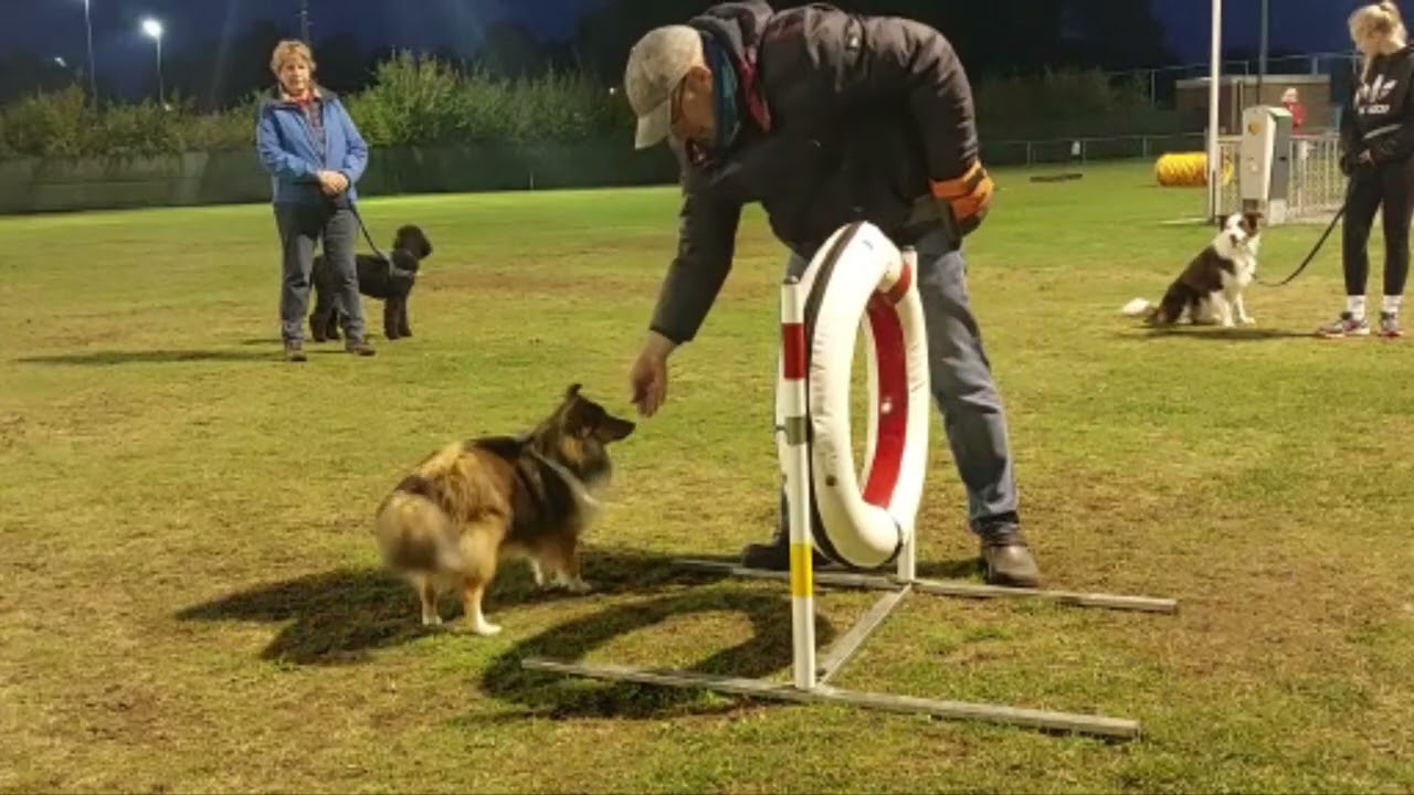Sian Shetland sheepdog AKC les 4 oktober 2022