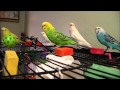 budgies; flying & flirting