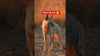 Never Ignore This Hyena Sound 😨