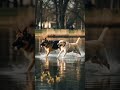 #DreamScreenAI #funny #lifeisbutadream #petlover #engagingcontent #MegaviewplusTV #viralshorts