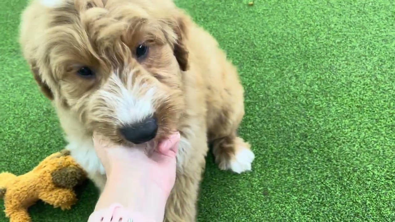 Lark UPDATE - Medium Goldendoodle - Family Bred Puppies