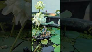 small lotus pond with fishes.  #lotusflower#diypond#waterlilly #watergarden#lotus#ytshort#gardening
