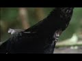 Birds Dancing To Chicago By Michael Jackson 