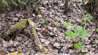 Mushroom picking in MAY, the most delicious spring morel mushrooms!