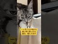 猫がカーテンを噛み続けるように…